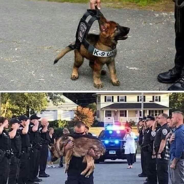 O Primeiro e o Último Dia de um Herói: A Jornada de um Cão Policial 🐕💙